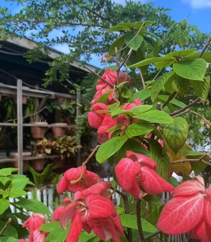 Tropical gardens
