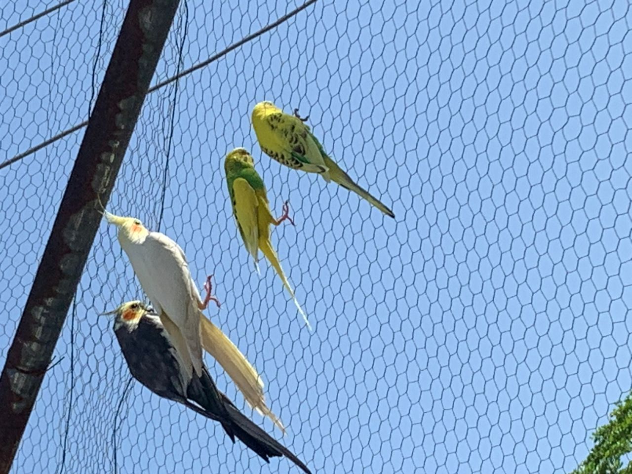 Bird views