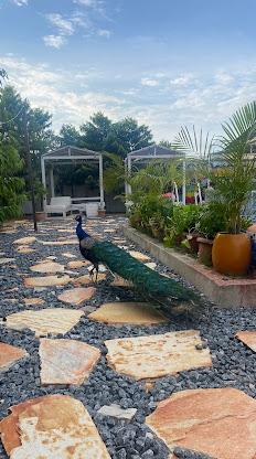 A peacock strolling through Epa's Place garden path